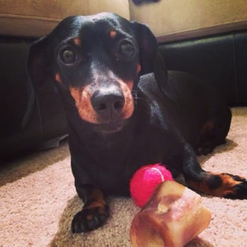 Mark's Pet Pals - Pet Sitting Near Me - Snoqualmie, Washington