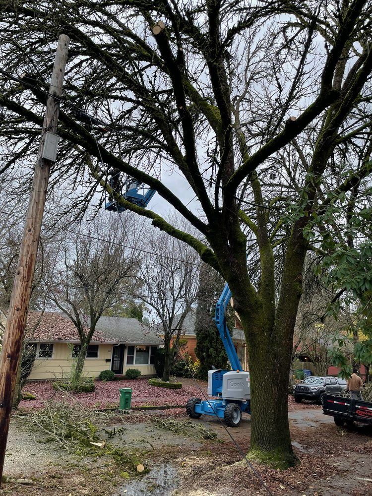 Collage Tree Care - tree service in Portland, OR