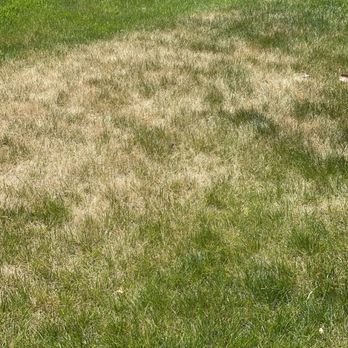 TruGreen Lawn Care - a patch of grass that has been mowed - Tree Services Near Me - Richmond, Virginia TruGreen Lawn Care - a patch of grass that has been mowed - Tree Services Near Me - Richmond, Virginia