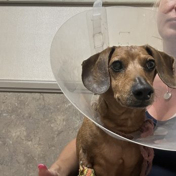 Rainbow Veterinary Hospital - Humphrey - Veterinarians Near Me - Burbank, California Rainbow Veterinary Hospital - Humphrey - Veterinarians Near Me - Burbank, California