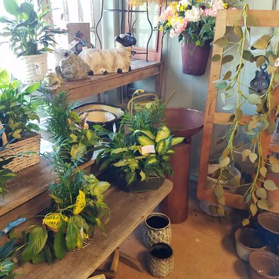 Photo of Critser's Flowers & Gifts - Morgantown, IN, US. live plants
