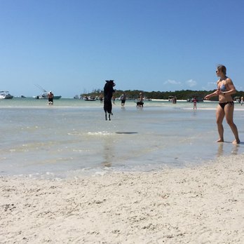 Dog Beach Park - Dog Parks Near Me - Fort Myers, Florida Dog Beach Park - Dog Parks Near Me - Fort Myers, Florida