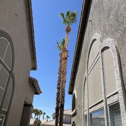 Palmira Tree Service LLC - Front trees pruned.