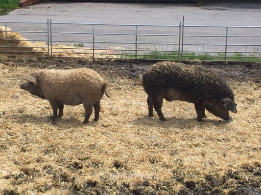 Burghotel Bären by null