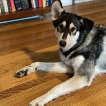 Britt's Bed and Barkfest - Rory is one of Britt's biggest fans!!! - Pet Boarding Near Me