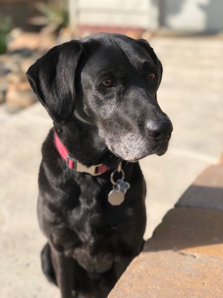 ELAINE’S PET RESORTS Updated September 2024 29 Photos & 32 Reviews