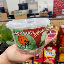 Wilco Farm Store - Sonora - Bringing ladybugs home!
