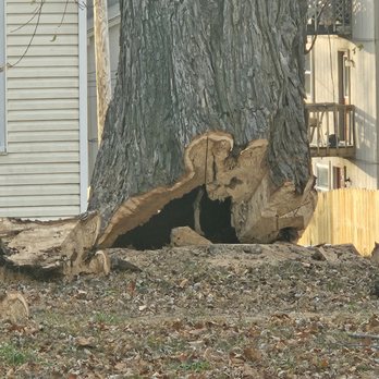 Hale Trees service - Tree Services Near Me - Tonganoxie, Kansas Hale Trees service - Tree Services Near Me - Tonganoxie, Kansas