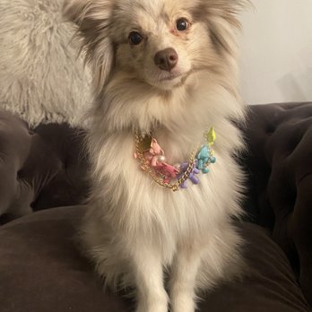 Posh Puppy Boutique - Buttercup wearing her WoofLink Teddy Bear necklace - Pet Stores Near Me - Rocklin, California Posh Puppy Boutique - Buttercup wearing her WoofLink Teddy Bear necklace - Pet Stores Near Me - Rocklin, California