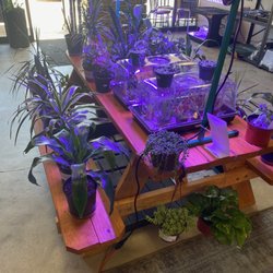 Arizona Moonlight Grow