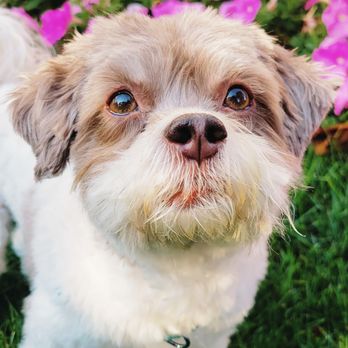 Confident Canines Training - Pet Training Near Me