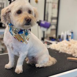 Suds Pet Bathhouse and Spa - Best service!!!