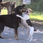 Photo of Brockville Dog Park