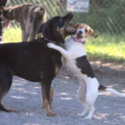Brockville Dog Park - Fun at the Brockville Dog Park!
