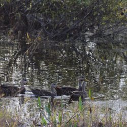 Prairie Pines Preserve