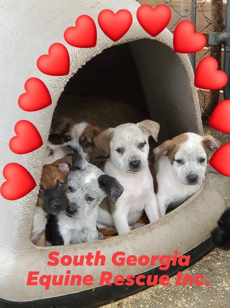 SOUTH EQUINE RESCUE INC. Updated September 2024 42 Photos