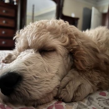 Carolina Poodle Rescue - Pet Adoption Near Me Carolina Poodle Rescue - Pet Adoption Near Me