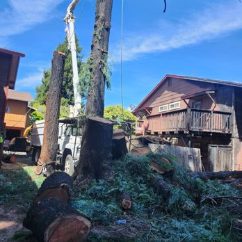 1. All Tree Service