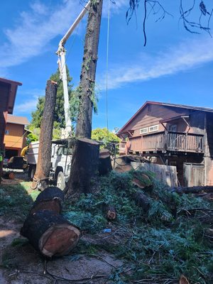 All Tree Service on Yelp