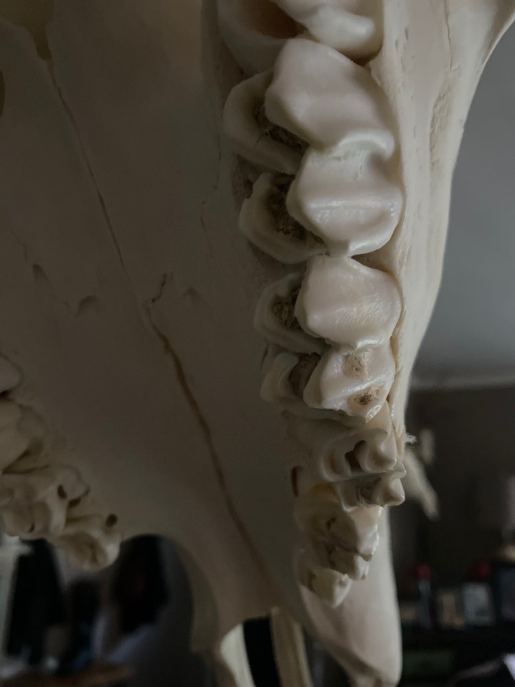 Little Willy's Wonders Tannery Taxidermy - taxidermy in Buckley, WA