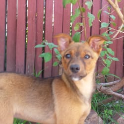 Susan M Bergmann, PHD - Kali, Therapy Dog