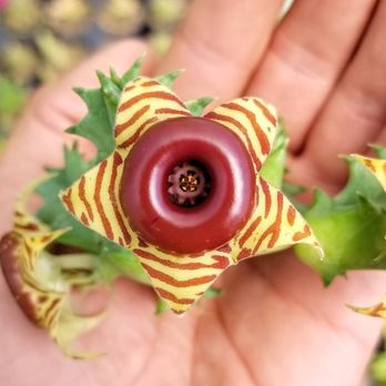 JW Succulents - Lifesaver Plant - Nurseries & Gardening Near Me - Hudsonville, Michigan JW Succulents - Lifesaver Plant - Nurseries & Gardening Near Me - Hudsonville, Michigan