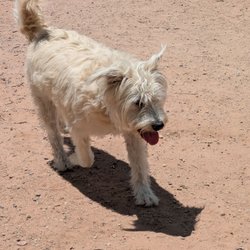 Frank S Ortiz Dog Park