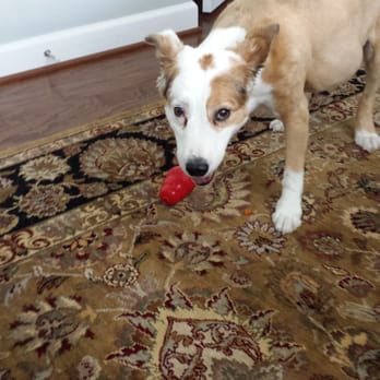 Commonwealth Pet Care - Dog Walkers Near Me Commonwealth Pet Care - Dog Walkers Near Me