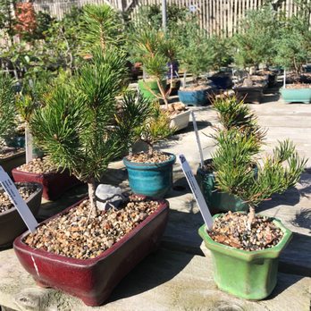 Lone Pine Gardens - Nurseries & Gardening Near Me - Sebastopol, California