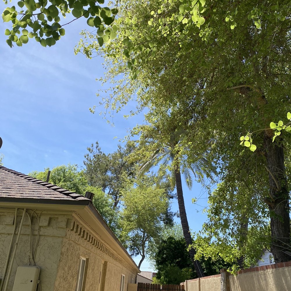 Roy's Trees - Tree Services Near Me Roy's Trees - Tree Services Near Me