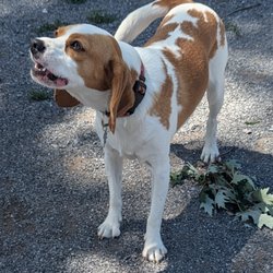Como Lake Bark Park