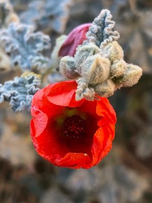 Panamint Springs Resort by null