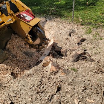 Diamond State Tree Experts - a tree being cut - Tree Services Near Me