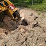 Photo of Diamond State Tree Experts