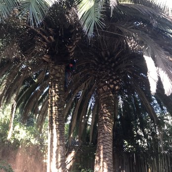 West Valley Tree Care - Tree Services Near Me - Sunnyvale, California West Valley Tree Care - Tree Services Near Me - Sunnyvale, California