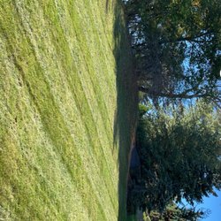 Bad dog landscape