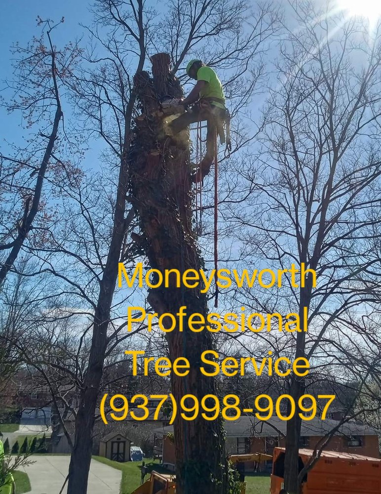 Moneysworth Professional Tree Service - veterans service organization in Miamisburg, OH