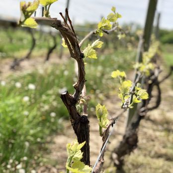Gravity - Spring vines - Wine Tasting Room Near Me - Baroda, Michigan Gravity - Spring vines - Wine Tasting Room Near Me - Baroda, Michigan