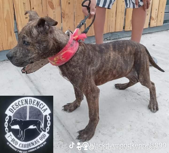 Black Diamond Kennels Image