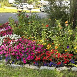 Bar Harbor Campground - Pretty flowers