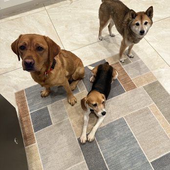Big Dog Ranch Rescue - Hanging with the fam. - Animal Shelters Near Me - Loxahatchee, Florida