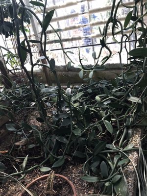 Botaniska trädgården by null