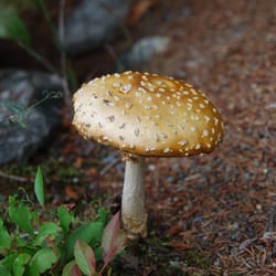 Parc National D'aiguebelle - Mushrooms are abundant along the trail