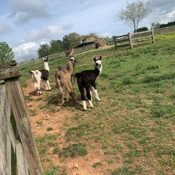 Divine Llama Vineyard - Baby llamas - Wineries Near Me - East Bend, North Carolina