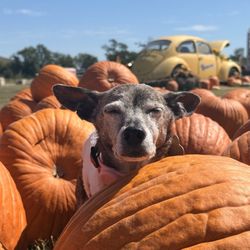 The Robinson Family Farm - Miley with Pumpkins