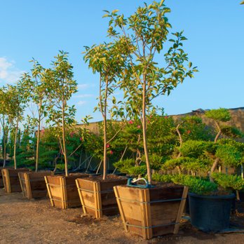 Lopez Nursery - Nurseries & Gardening Near Me - Chino, California Lopez Nursery - Nurseries & Gardening Near Me - Chino, California
