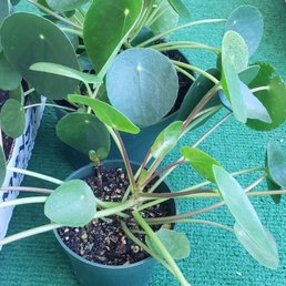 Chinese Money plant Chinese Money plant