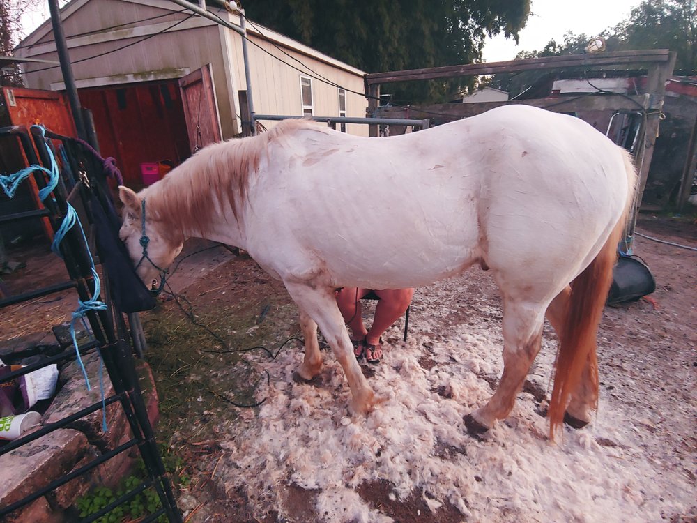 K&M Pony Parties & Petting Zoo - equestrian in Mulberry, FL
