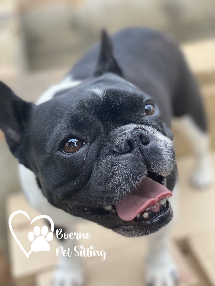 BOERNE PET SITTING Request a Quote Boerne, Texas Pet Sitting