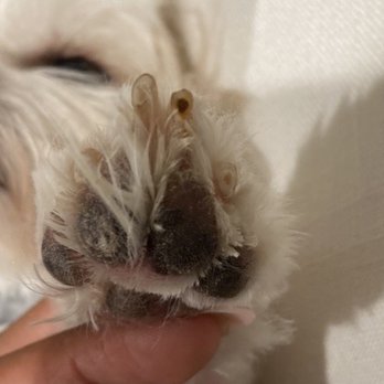 Paws And Claws Hotel & Spa - Pet Services Near Me - Laredo, Texas Paws And Claws Hotel & Spa - Pet Services Near Me - Laredo, Texas
